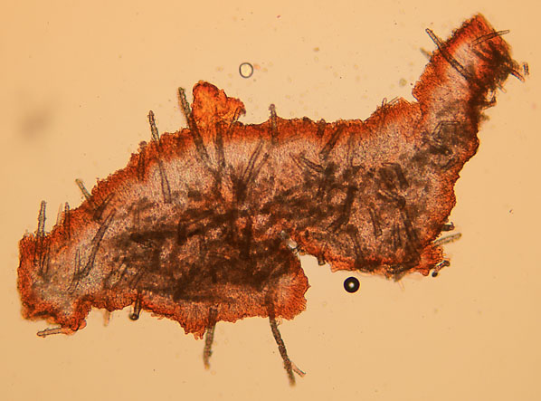 Phanerochaete velutina